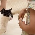3匹の猫のブラッシングをするママと、隣で『お手伝いをする女の子』…ほっ…