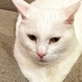 ソファのすき間でくつろぐ白猫の『前足』を見たら…思わず二度見する『…