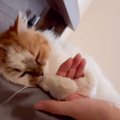 『手を繋いで寝たい猫』から手をはなしてみたら…まさかの『彼女すぎる…