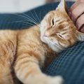 これは赤い糸？10年前に亡くした愛猫と「そっくりな猫」に「同じような状…