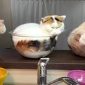 透明ボウルにすっぽり収まった3匹の猫ちゃん！同じ体勢と同じ向きで台…