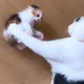 出会って5日の『先住猫と子猫』→ケンカしていると思ったら……ほっこりする…
