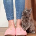 飼い主を飼いならす！ネコに躾けられた7つの事