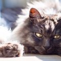 猫が『拗ねている』ときに見せる５つの行動と対処法