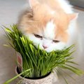 いつもは温厚なネコ→大好物の『猫草』を前にした瞬間、性格が…想像以上の…