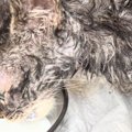 全身ベタベタでガリガリだった子猫が、１か月後…別猫のような『劇的なビフ…