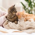 「早い者勝ち！」多頭飼いで取り合う6つの猫が好きな場所