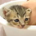 『雨に打たれていた赤ちゃん猫』を保護した結果…成長しても"お喋…