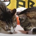 『さり気なく…』おやつを横取りし続けちゃう猫ちゃん