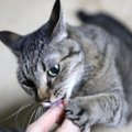 愛猫がしてくれる『ちょっと困ること』6選　きっと良かれと思ってのこ…