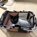 猫の記憶力ってどのくらい？嫌なことも覚えてる？