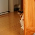 猫が『拗ねている』ときにする行動6選　機嫌を損ねる原因や仲直りのコツ