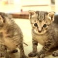 子猫ちゃんの愛らしいポテポテ歩きに胸キュン♡