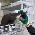 愛情に飢えていた猫…保護5日目にして劇的に変化した様子に『奇跡の回…