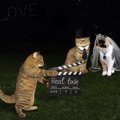 キアヌ・リーブスが猫の声優？映画「キアヌ」について