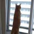 姉妹猫の喧嘩の仲裁をしてくれたのはまさかの…？！