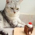 猫に『絶対に与えてはダメな食材』4選　愛猫にとっては毒同然！誤食し…