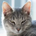 猫があまり『まばたき』をしないのはなぜ？考えられる2つの理由　逆に…