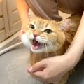 お風呂が苦手な猫をシャンプーしたら…まさかの『小鳥みたいになる様子…