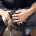 24歳のお兄ちゃんが大好きな『19歳の高齢猫』→お家に迎え入れた経緯と仲良…