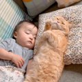 『赤ちゃんと猫のお昼寝』を撮ってみた結果…仲良く並んで寝る光景が尊…