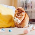 猫が見えやすく感じている『好みの色』2つ　どんなふうに見えているの？生…