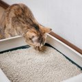 猫が発症しやすい『尿路結石』の知識3つ 　主な原因やあらわれる症状…