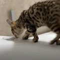 お風呂についてきた子猫が『一瞬目を離したすき』に……飼い主さんが思わず…
