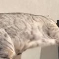 カランカランと音がして…振り向いた結果→猫が『まさかの行動』をしている…