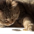 猫の飼い主が絶対買っちゃダメなアイテム5選！猫の危険なトラブルを招…