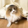 元野良猫の『おしりの毛』をカットした結果…『不満げな反応』をみせる…