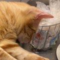 食器を洗い始めると、猫が近くにやってきて…真剣に見つめ続ける『可愛すぎ…