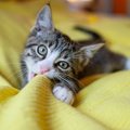 猫がする『ウールサッキング』って何？6つの理由と飼い主が注意すべき…