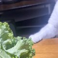 テーブルの上に置いてあった『生野菜』→猫が近づいてきて…思わず笑っ…