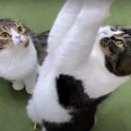 遊びながら威嚇しちゃった猫ちゃんと遠慮しちゃう猫ちゃん！