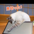 “猫に見せる動画”猫ちゃんに見せてみた