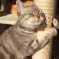 飼い主、お願いニャ！愛猫があなたに『頼みごと』をしている3つのサイ…