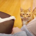 猫ちゃんたちと一緒に…映画を観ながらのんびりタイム♡