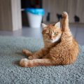 うっ、クサい…愛猫の「お尻が臭い」ときに考えるべき3つの理由と対処法