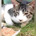 弱りすぎて『ご飯も食べられない子猫』を保護→よく似たもう１匹の猫と…