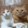 猫の『顔つき』は生活環境で変わる？「いい表情」にするために、飼い…