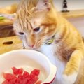 美味しそう♡生まれて初めてまぐろを食す猫ちゃん！