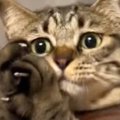 天井にいる虫を捕まえたい猫→抱っこしてあげると…『可愛すぎる瞬間』…