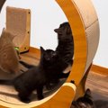『キャットホイール』を設置したら、子猫たちが集まってきて…微笑まし…