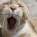 猫のためにするべき『地震対策』５選。万が一に備えて命の危機を回避！