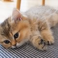 ウトウトする子猫→隣にもう一匹子猫がやってきて……『尊すぎる瞬間』に…