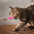 猫と『取ってこいあそび』が出来るようになる3つの方法♪