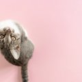 『猫』と呼ばれるようになったのはなぜ？　興味深い5つの説や理由をご…