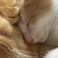 「本当にとんでもない」先住猫にくっついて眠っていた子猫→背中を見ると、…