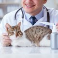 猫の平熱は人より高い！正しい体温の測り方と熱がある時の対処法